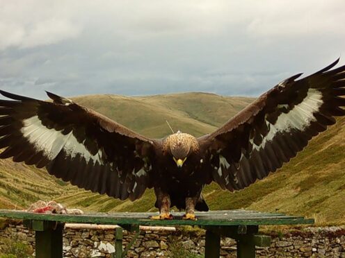 Merrick the golden eagle disappeared in October and police say they believe she was shot (SSGEP/PA)