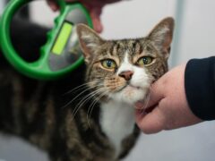 A microchipped cat being scanned at a vet (Defra/PA)
