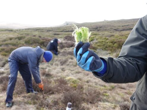 Sphagnum moss plugs are being planted to help restore peatland on Kinder Scout (National Trust/PA)