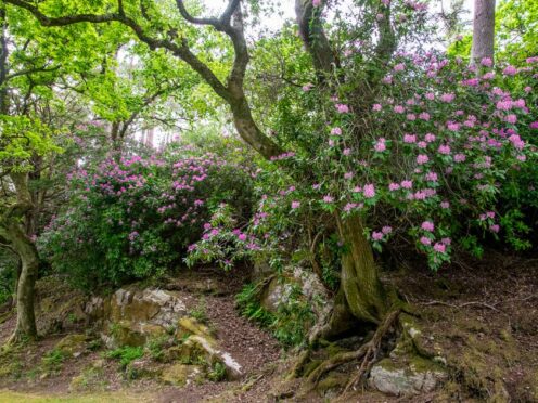 Rhododendrons crowd out native plants in the wild (Caz Austen/PA)