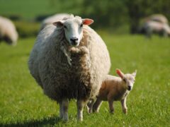 Bluetongue affects livestock including sheep (Alamy/PA)