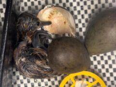 A newly hatched black-tailed godwit chick (Georgina Jarman/WWT/PA)