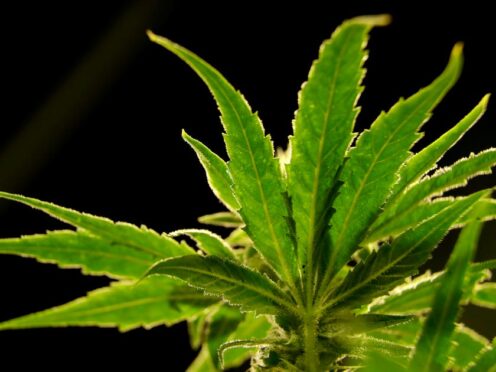 US poised to ease restrictions on marijuana in historic policy shift (Julio Cortez/AP)
