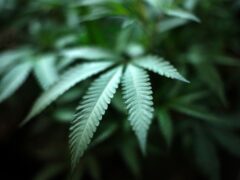An indoor cannabis farm in California (AP)