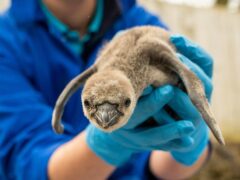 Chester Zoo has welcomed 11 Humboldt penguins – the most the zoo has seen in more than 10 years (Chester Zoo)