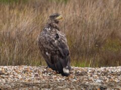 A white-tailed eagle which is part of the reintroduction in southern England (Forestry England/PA)