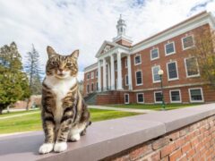 Max the cat is a beloved member of the university community (Rob Franklin/Vermont State University via AP)