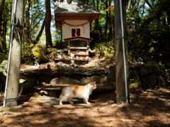 The Cat Shrine is based on Tashirojima island (AP)