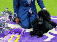 Sage, a miniature poodle, poses for photos after winning best in show (Julia Nikhinson/AP)