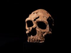 The skull of Shanidar Z, which has been reconstructed in the lab at the University of Cambridge (BBC Studios/Jamie Simonds)