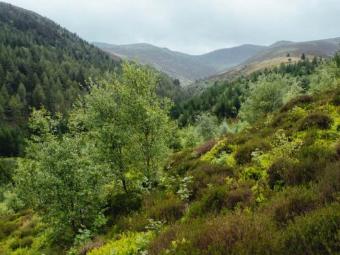 Forestry England has announced nature restoration plans across 8,000 hectares (Forestry England/Crown/PA)