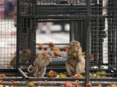 Cages have been left to trap monkeys in Lopburi (AP)