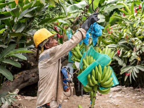 A worker hanging bananas on a wire at a farm near Orihueca, Magdalena, Colombia (Chris Terry/PA)