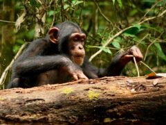 A chimpanzee using a stick tool to extract food (Liran Samuni/Tai Chimpanzee Project)