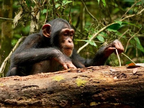 A chimpanzee using a stick tool to extract food (Liran Samuni/Tai Chimpanzee Project)