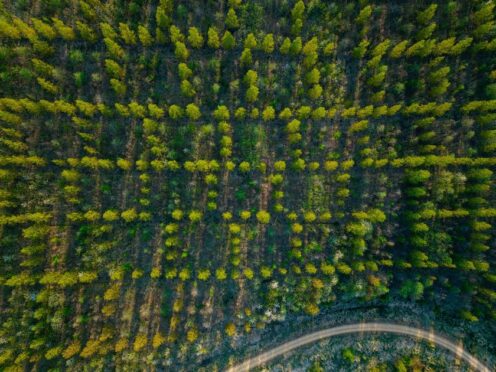 Afforestation after industrial use (Alamy/PA)