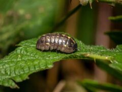 Researchers from Kobe University, Japan, found that woodlice and earwigs consumed significant amounts of seeds (Alamy/PA)