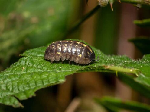 Researchers from Kobe University, Japan, found that woodlice and earwigs consumed significant amounts of seeds (Alamy/PA)