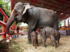 Chamchuri with her newborn elephant twins female, left, and male, right, in Ayutthaya province, Thailand (Nathathaida Adireksara/AP)