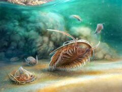 An artistic reconstruction of two species of trilobite (A El Albani/University of Poitiers/PA)
