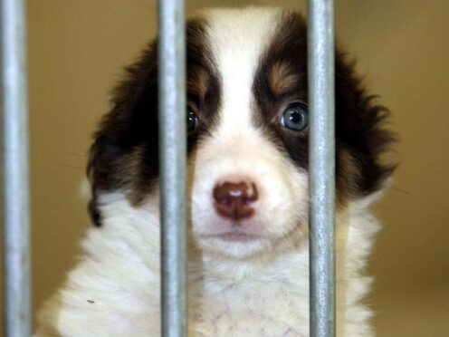 The study is the first to examine how US-based shelter dogs fare in co-housing versus solitary housing (Paul Faith/PA)