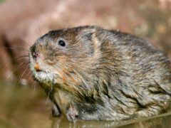 Endangered water voles could thrive in new habitats that beavers have created in Knapdale, conservationists say (Ben Birchall/PA)
