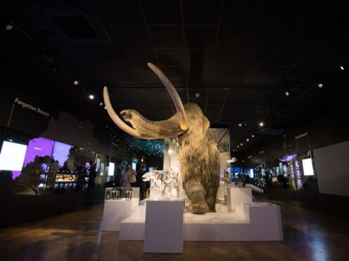Researchers said the last surviving woolly mammoths were inbred but not doomed to extinction(Andrew Matthews/PA)