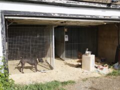Three of the dogs were kept in kennels in the garden of Phillip Harris Ali’s home in Chigwell, Essex (RSPCA/PA)