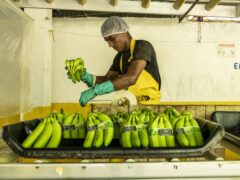 A worker processing Fairtrade bananas at a farm near Orihueca, Magdalena, Colombia, in February (Chris Terry/Fairtrade)
