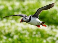 Rangers on the Farne Islands are gearing up for their first full puffin count for five years, amid hopes that the key breeding site is free of bird flu (Owen Humphreys/PA)