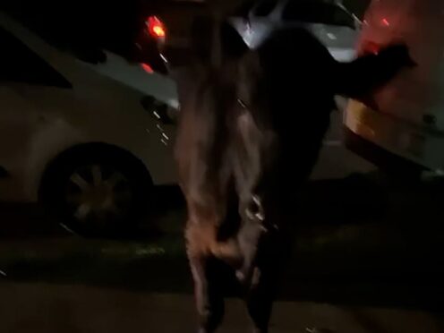 Surrey Police received reports of a cow on the loose in Staines-upon-Thames on Friday evening (Kai Bennetts/PA)