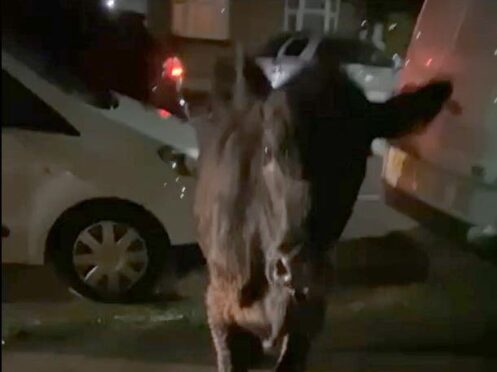 Surrey Police have been told by a watchdog to investigate whether a decision to ram an escaped cow with a patrol car was proportionate and whether the officers involved met standards of professional behaviour (Kai Bennetts/PA)