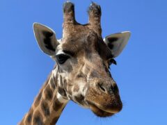 Makeda the giraffe died while under anaesthetic (Marwell Zoo/PA)