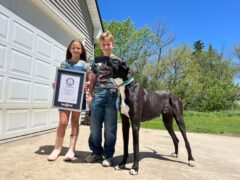The tallest dog living (male) is Kevin (Guinness World Records/PA)