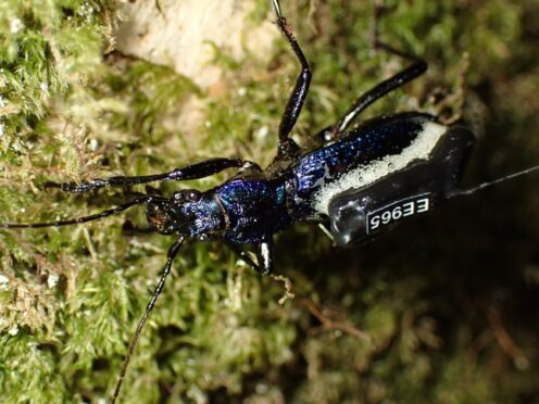 A beetle wearing its ‘mini backpack’ (Nick Royle/Woodland Trust)