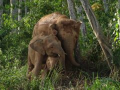 Bornean elephants have been classed as endangered in their first assessment on the IUCN Red List (Cheryl Cheah/WWF – Malaysia/PA)