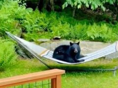 The black bear sitting on a hammock in the garden (Noah Dweck via AP)