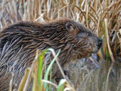 Eurasian beavers have been found to be living on the River Stour in Dorset (James Burland/Dorset Wildflife Trust/PA)