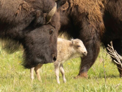 The white buffalo calf’s birth is spiritually significant to indigenous people (Jordan Creech/AP)