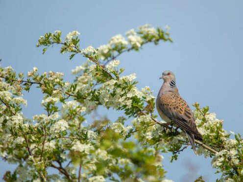 The turtle dove’s purring call was once common in the British countryside (Ben Andrew/RSPB/PA)