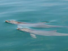 Two bottlenose dolphins swimming together in Shark Bay, Western Australia (Shark Bay Dolphin Research)