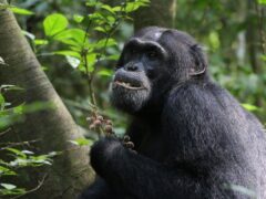 A chimpanzee called Zalu at the Budongo Central Forest Reserve in Uganda (Elodie Freymann/University of Oxford/PA)
