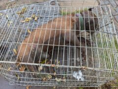 A dead XL Bully-type dog was found dead inside a metal cage floating in a canal, the RSPCA have said. (RSPCA/PA)