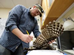 A wildlife technician checks a culled barred owl (AP Photo/Ted S. Warren, File)