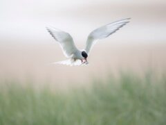 Arctic tern at Long Nanny off the coast of Northumberland (Rachel Bigsby/National Trust/PA)