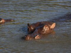 Trotting hippos can become airborne, scientists have said (Steve Parsons/PA)