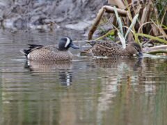 A male and female blue-winged teal (Lee Johnson/PA)