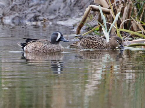 A male and female blue-winged teal (Lee Johnson/PA)