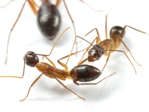 Ants amputate legs in order to ensure survival – study (Bart Zijlstra/UNIL)