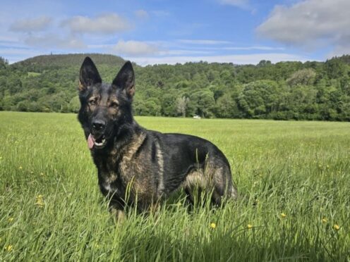 PD Fergie went missing on June 30 (Police Scotland/PA)